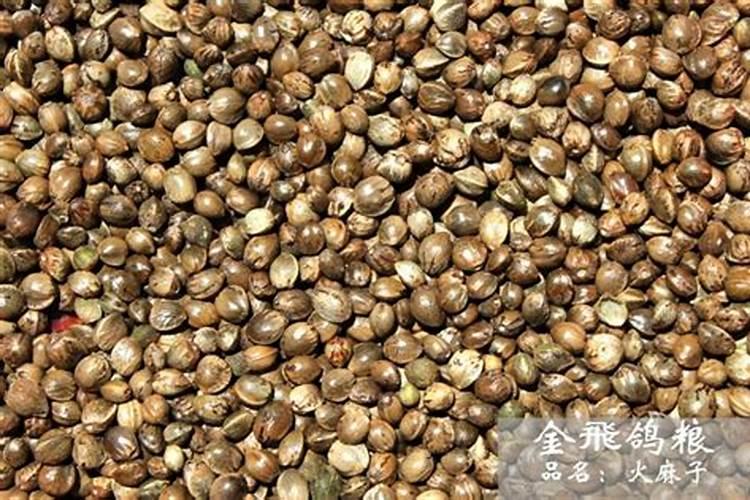 请教养兰高手用做君子兰肥料的(麻子)是蓖麻子吗