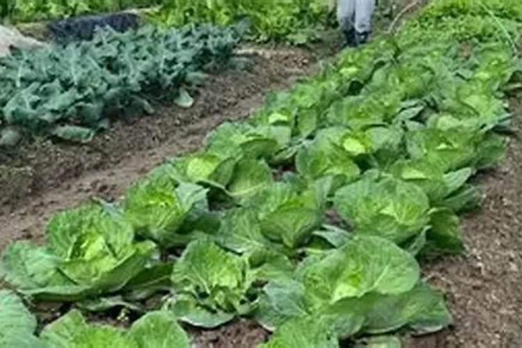 甘蓝菜的施肥方法
