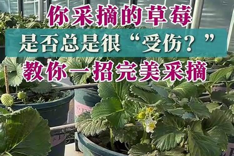 种植草莓时,我们该注意哪些事情,才可以让长出来的草莓更优？百度知 ...