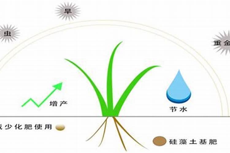 硅肥施肥方法