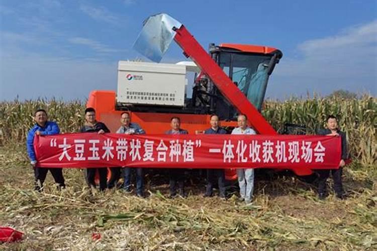 夏播大豆种植误区有哪些 怎么种才能高产
