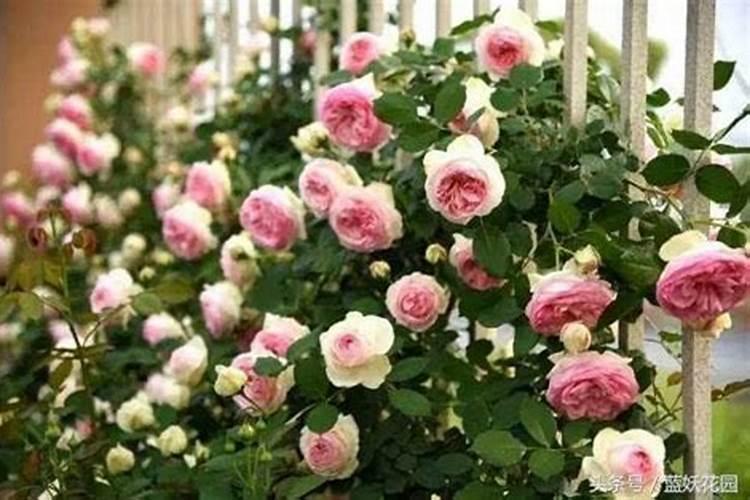月季花如何追肥