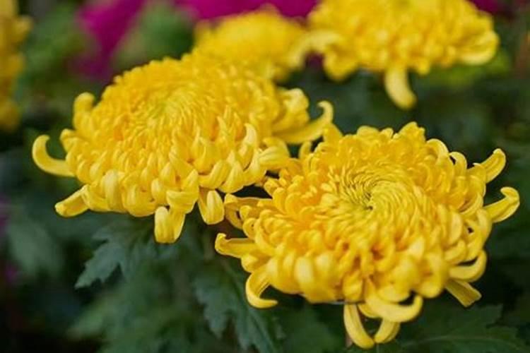 菊花苗场用什么消毒药水