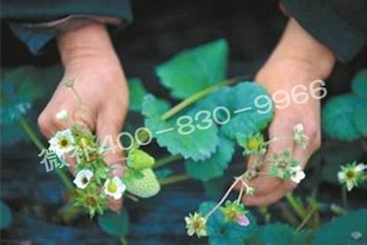 草莓花期可以施肥吗