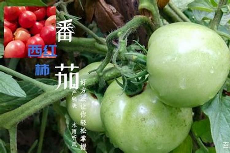 西红柿第一穗果实快成熟时冲施肥能加尿素吗？