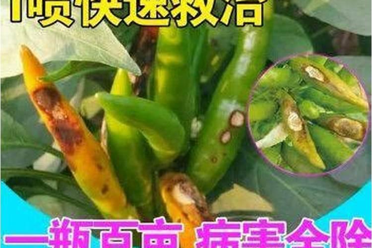 五彩椒一株一株死是什么原因？