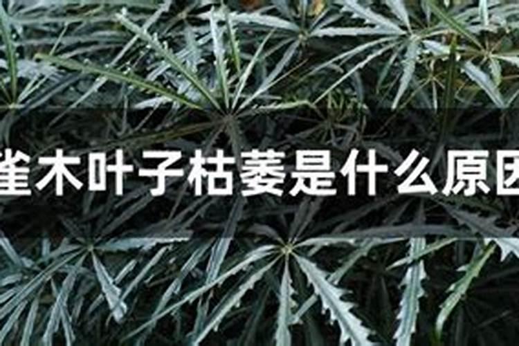 紫色的孔雀草在家里可以种吗？