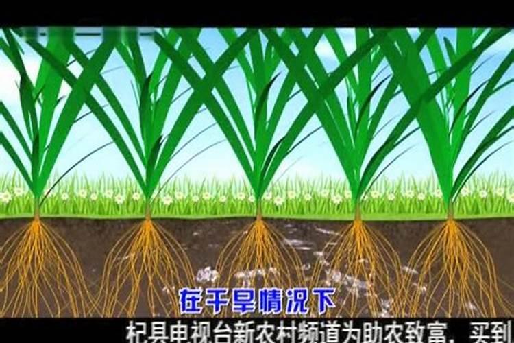 大量元素水溶肥高钾配方用什么含量的钾肥