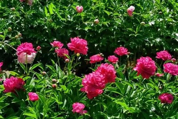 牡丹和芍药上什么肥最旺