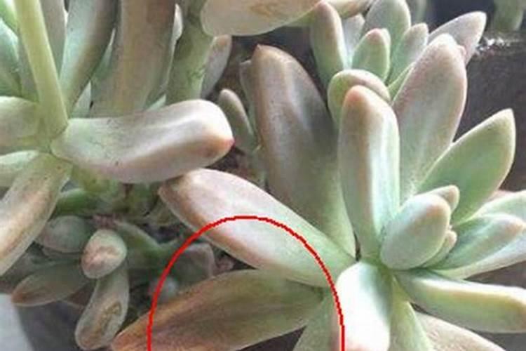 多肉植物如何施肥,多肉植物肥料自制方法