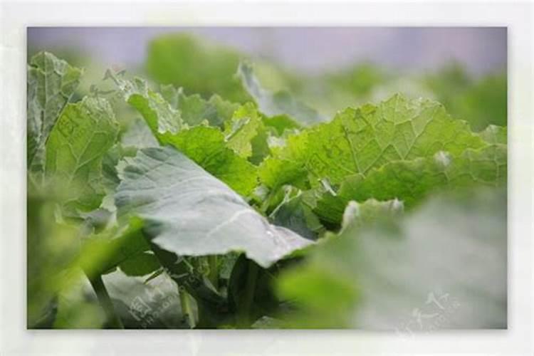 油菜喷施硼肥最佳时期