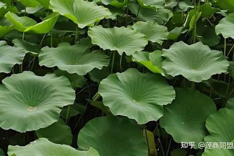 莲藕的施肥技术【莲藕需肥规律与平衡施肥技术问答(下)】