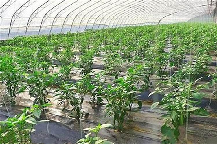 大棚辣椒后期追肥几次,各在什么时期？能不能浇空水？