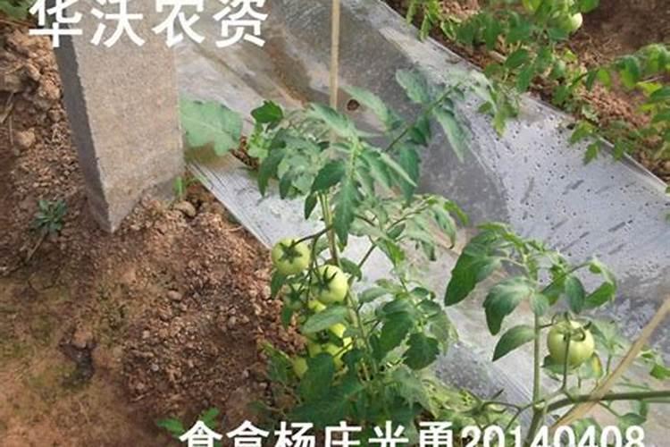 鱼蛋白自制配方