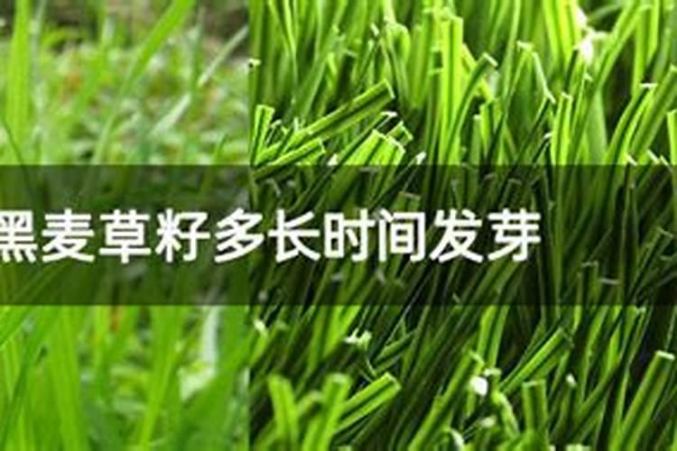黑麦草套播多久后施肥