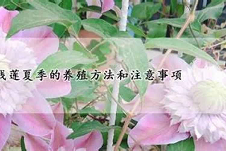 铁线莲的夏季休眠及其养护