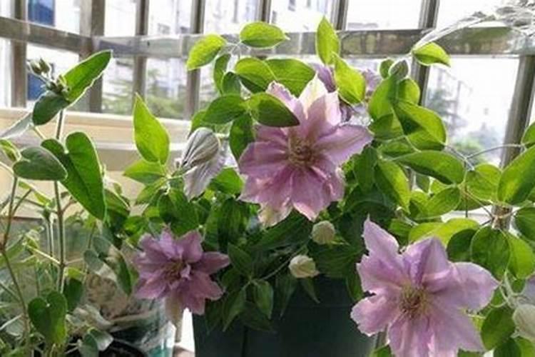 铁线莲发芽后怎样施肥