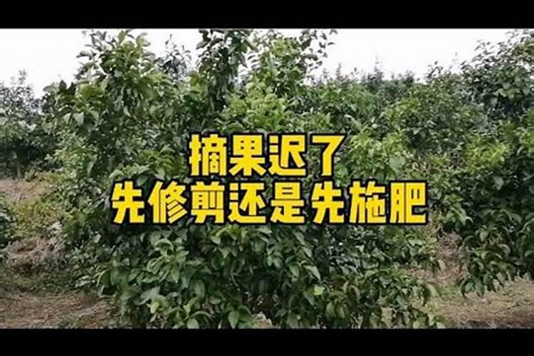 发财树修剪后多久施肥 发财树修剪后适合施肥的时间是多久？
