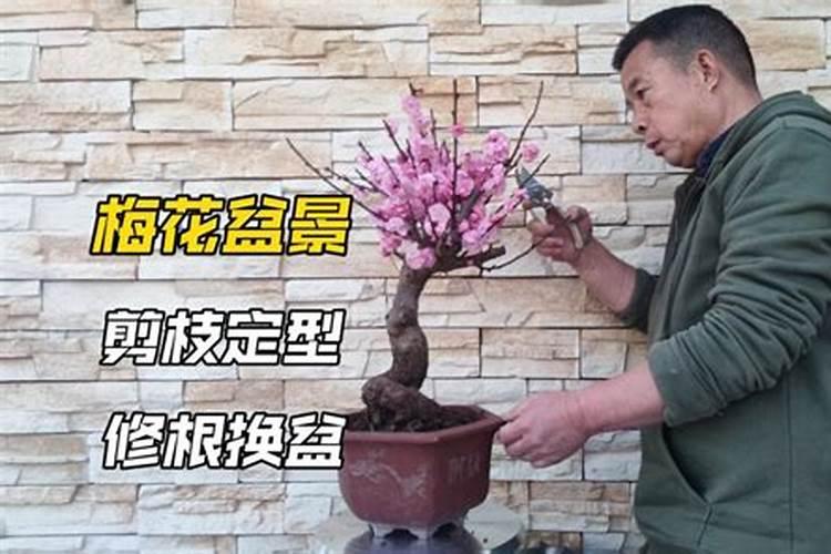 茶花什么时候剪枝最好