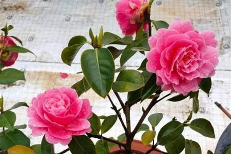 一盆花放了20粒复合肥会怎样 花盆里复合肥放多了怎么补救