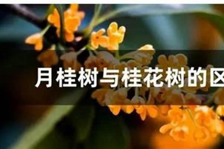 自制底肥用什么好？