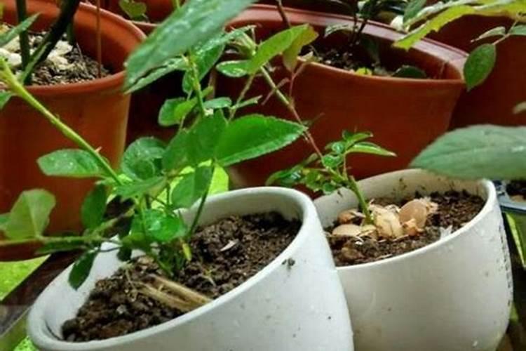月季花怎么施肥