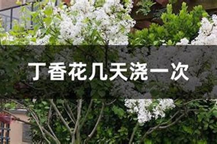 柴丁香能和菊花混种吗？