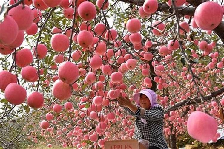 香菜种下去可以马上浇水吗