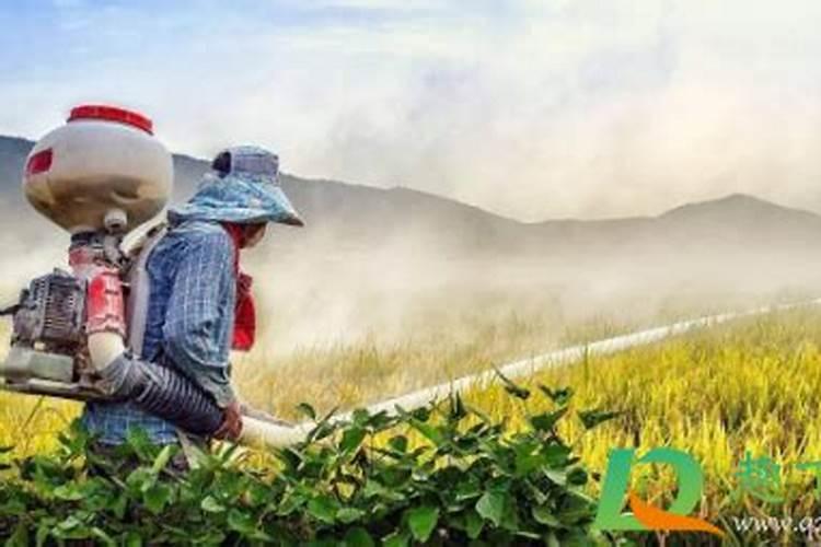 这7种肥料总是买到假的,别再踩坑了!