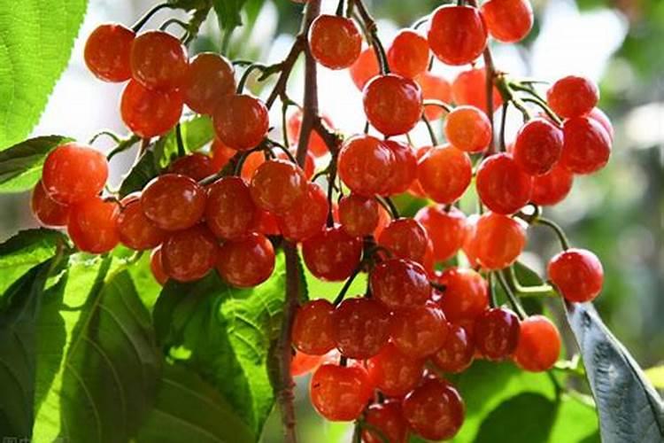 车厘子树苗用什么肥