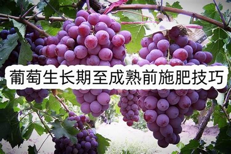 葡萄如何施肥