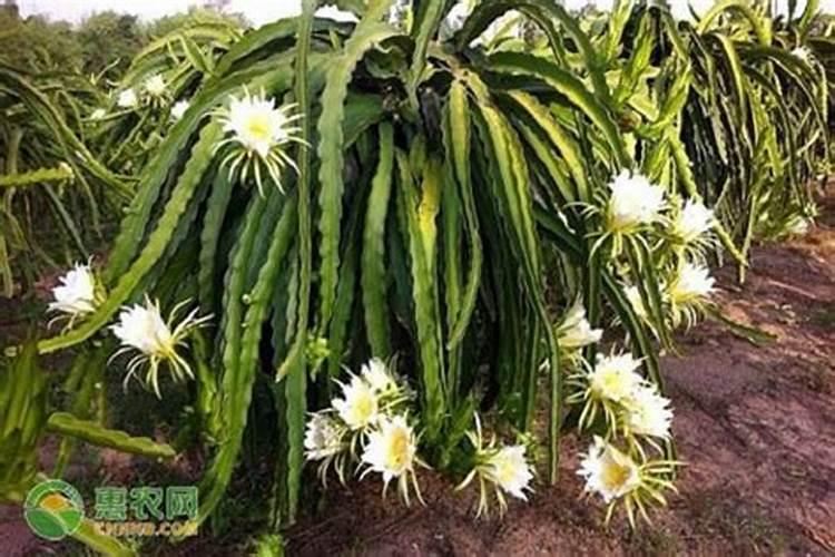 火龙果需要浇肥料吗？