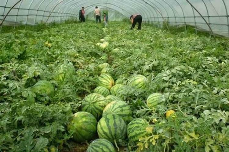 种植西瓜,主要步骤是什么？