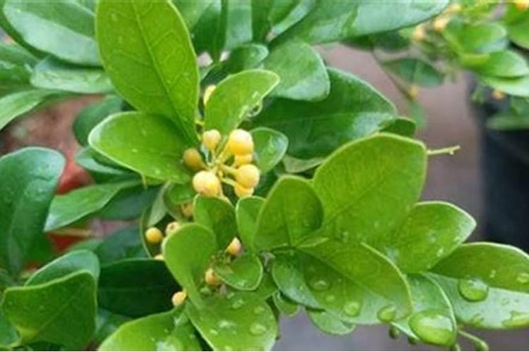 米兰花用什么肥料好