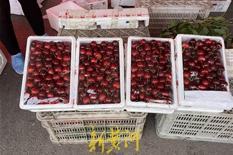 樱桃树用什么肥料好？