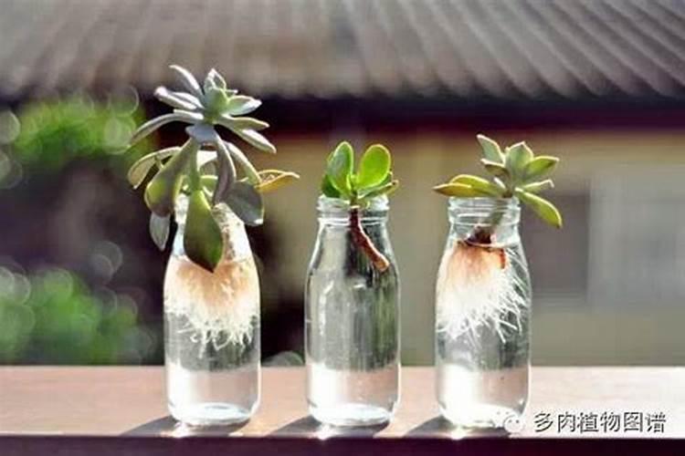 尿素加什么能生根发芽