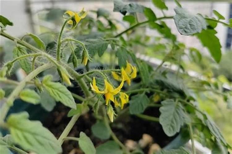 葡萄种植如何施肥？