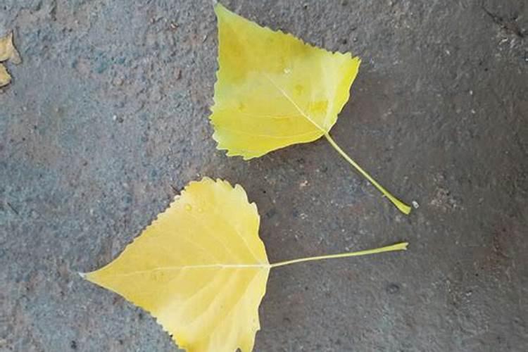 杨树施尿素可以撒施吗？