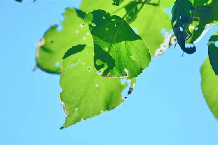 杨树怎么能长得快长的粗