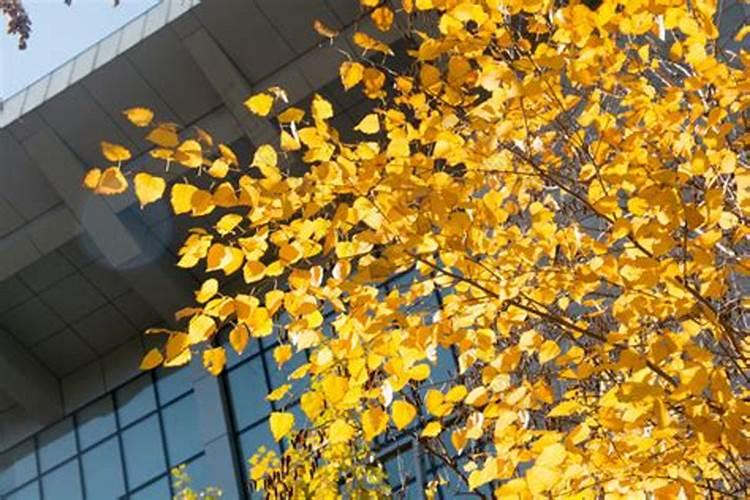 杨树用什么肥料长得快