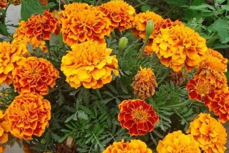 万寿菊出花苞花雷的时候可以喷施叶面肥吗