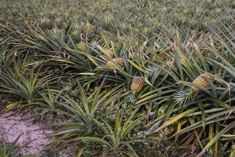 都乐金菠萝的种植方法有哪些呢