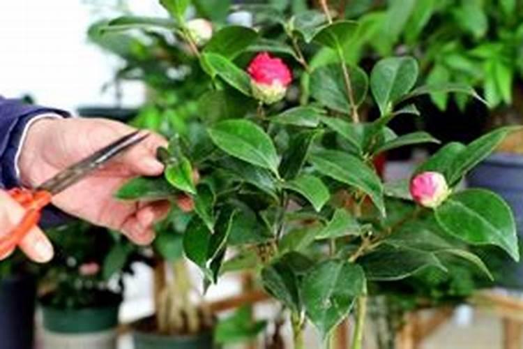 茶花叶片容易老化用什么方法进行改善