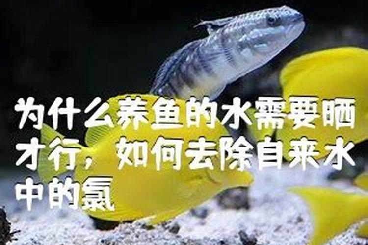 磷肥对鱼塘的作用及功能