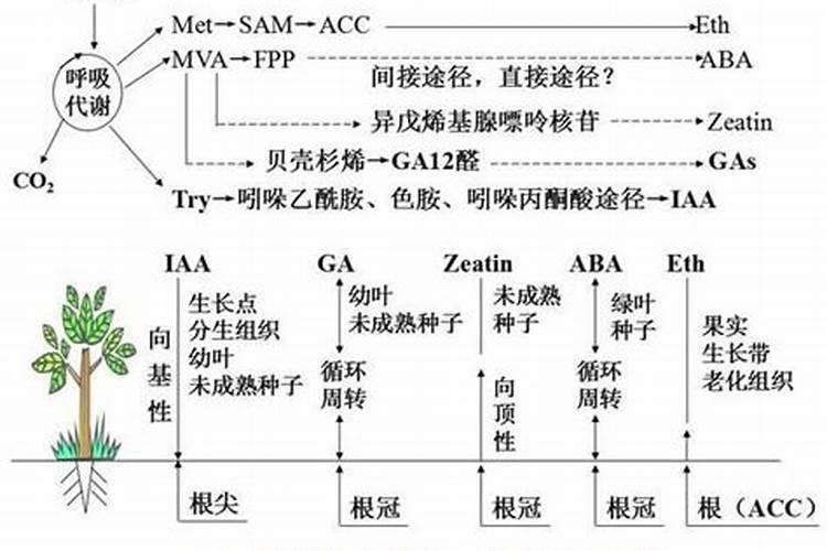 芸苔素内酯持效期多长