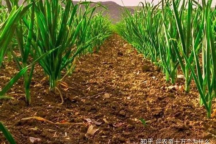 大蒜什么时候浇第一次返青水