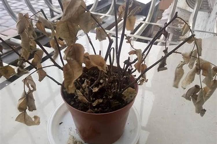 盆栽植物开花可以喷叶面肥吗