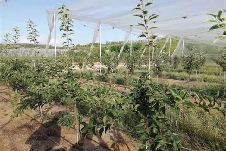 苹果树浇水的正确方法
