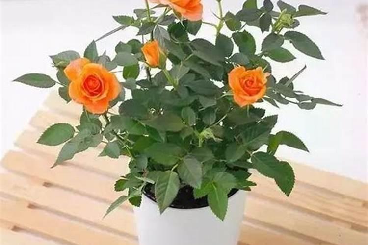 盆栽玫瑰花施肥施什么肥料