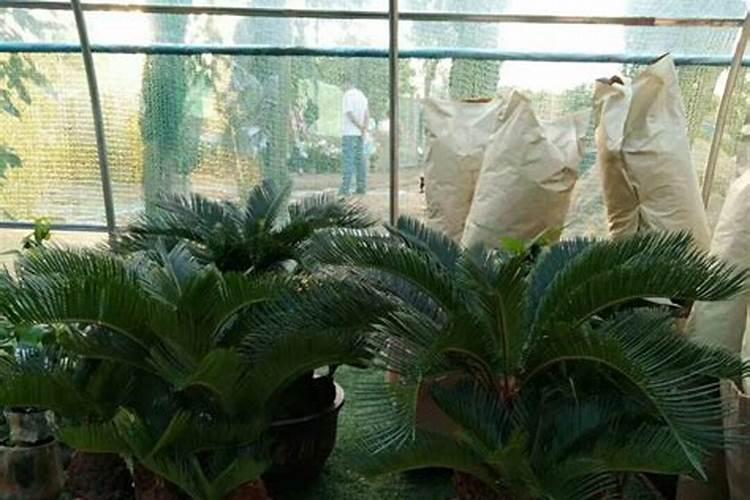 铁树施肥用什么肥料长得茂盛 正确的施肥方法